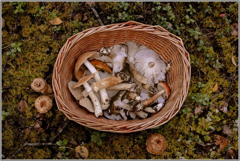 이사바구니로 똑똑하게 짐 싸기, 비용 절감 비법